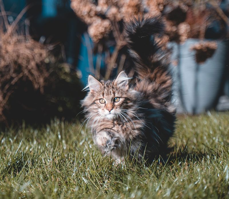 Norwegian Forest Cat