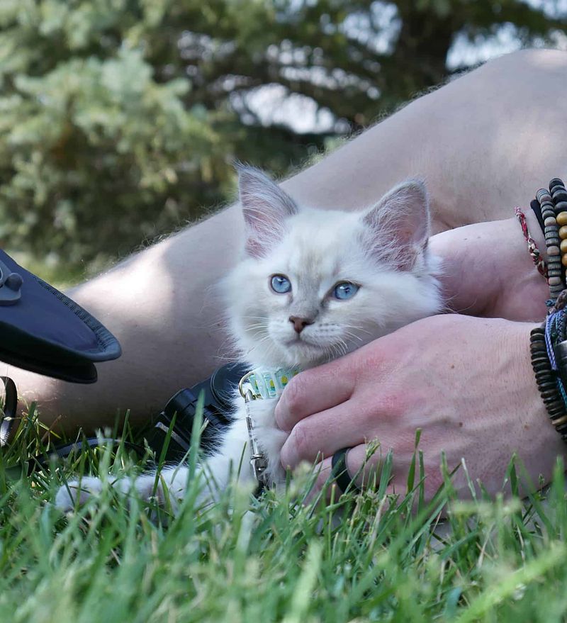 Ragdoll