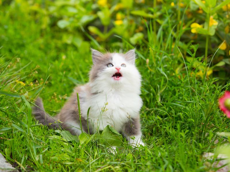 Ragdoll