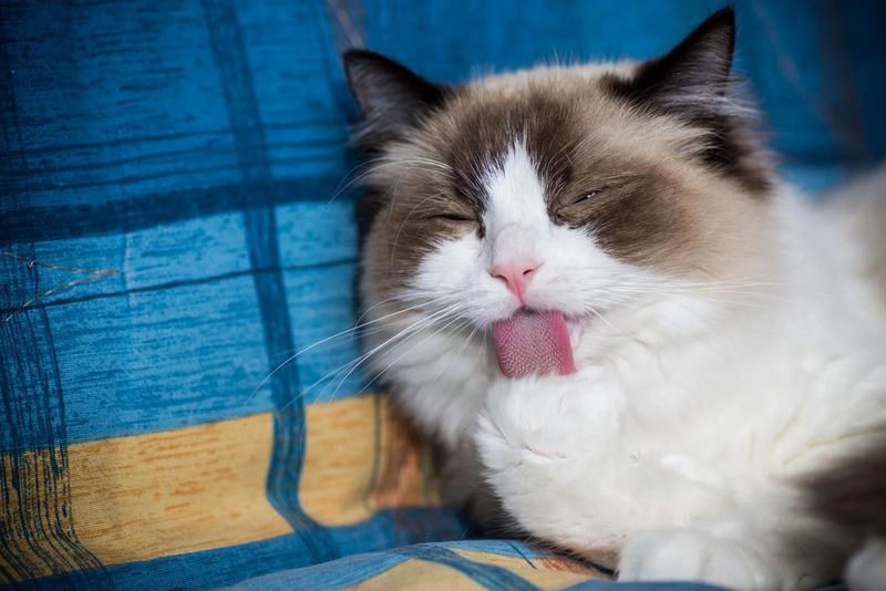 Ragdoll