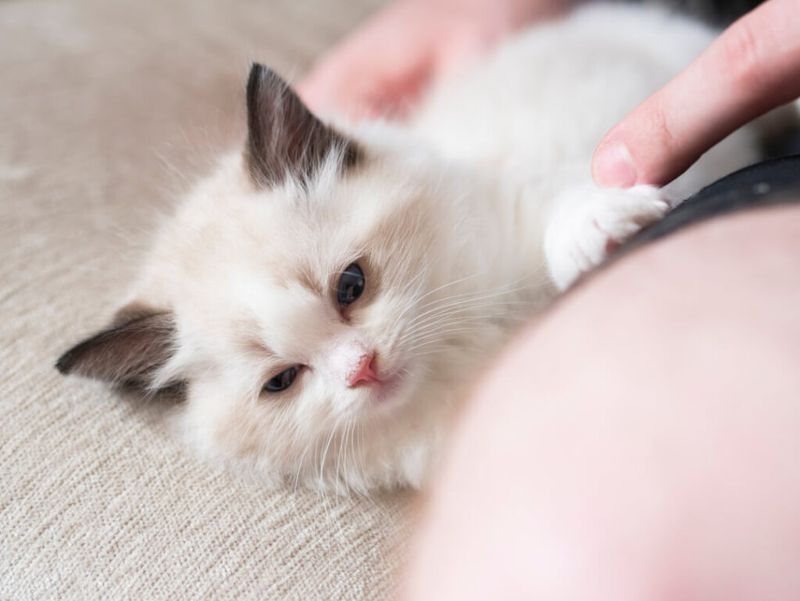 Ragdoll
