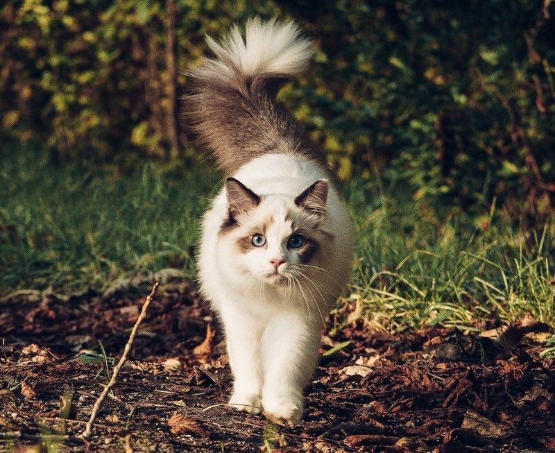 Ragdoll
