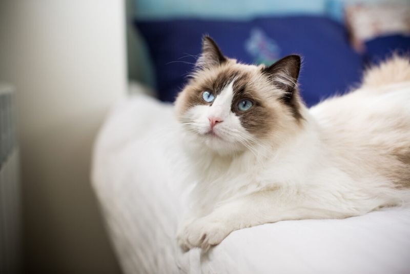 Ragdoll
