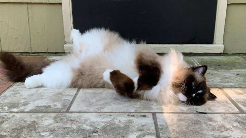 1. They’re Basically Furry Wet Noodles