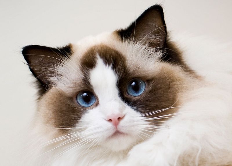 Ragdoll Cats – Large, Affectionate, and Needy