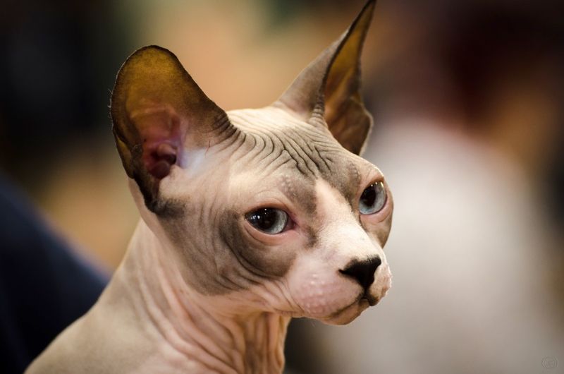 Sphynx Cats