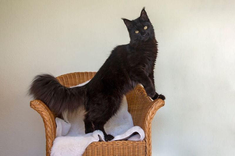 Maine Coon: The Gentle Giant Welcomer