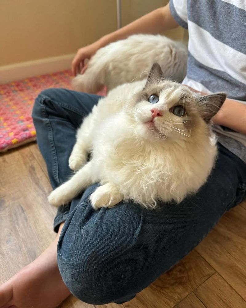 Ragdoll