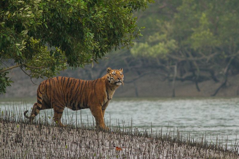 Tiger (Panthera tigris)
