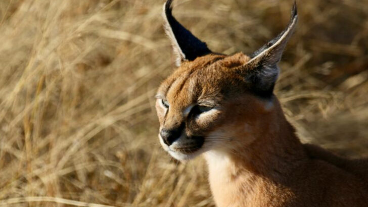 Ranking the 10 Deadliest Wild Cats in the Animal Kingdom