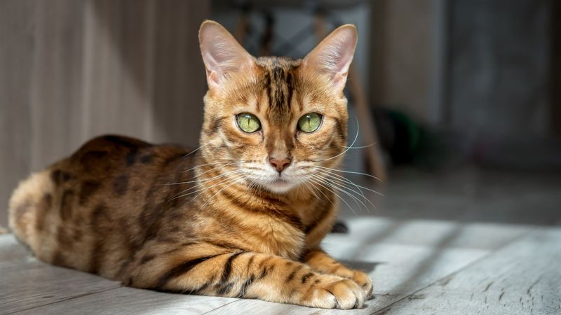 Adjust for Breed-Specific Needs