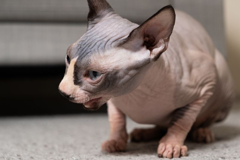 Open the Cat’s Mouth Safely