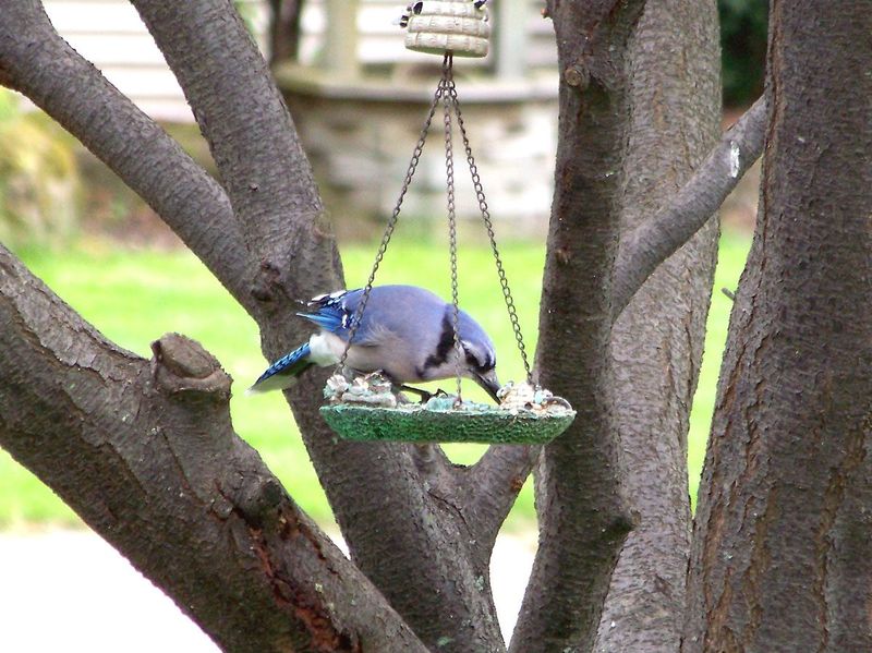 Limit Access to Bird Feeders and Nesting Areas