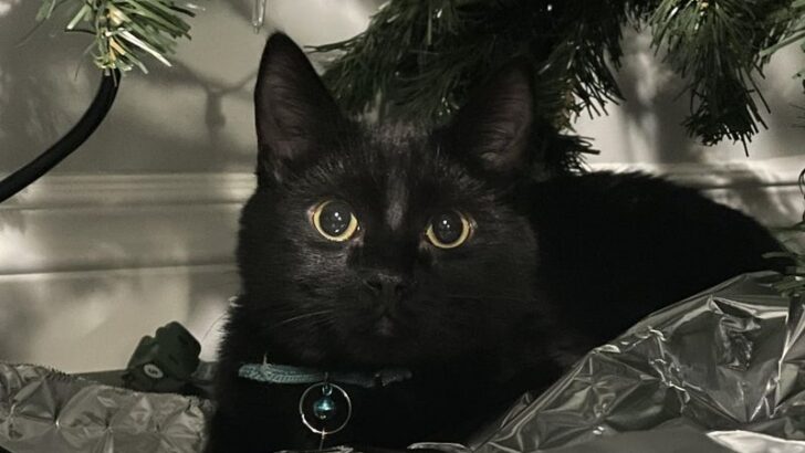 8 Reasons Foil is Your Cat’s Arch Nemesis