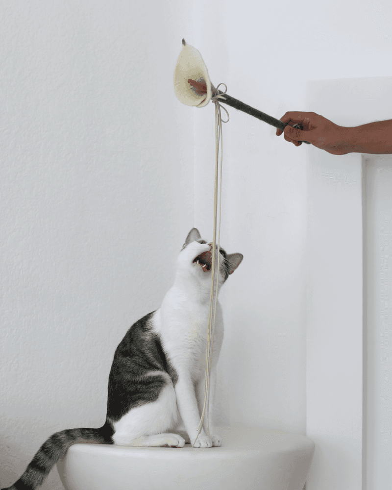 Refresh Their Space with You in Mind