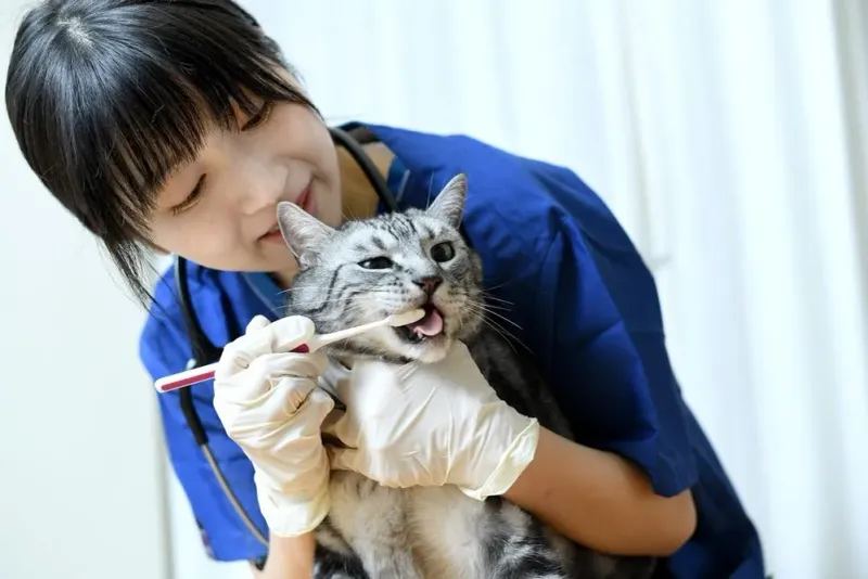 Regular Dental Checkups