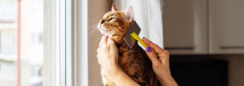 Regular Grooming