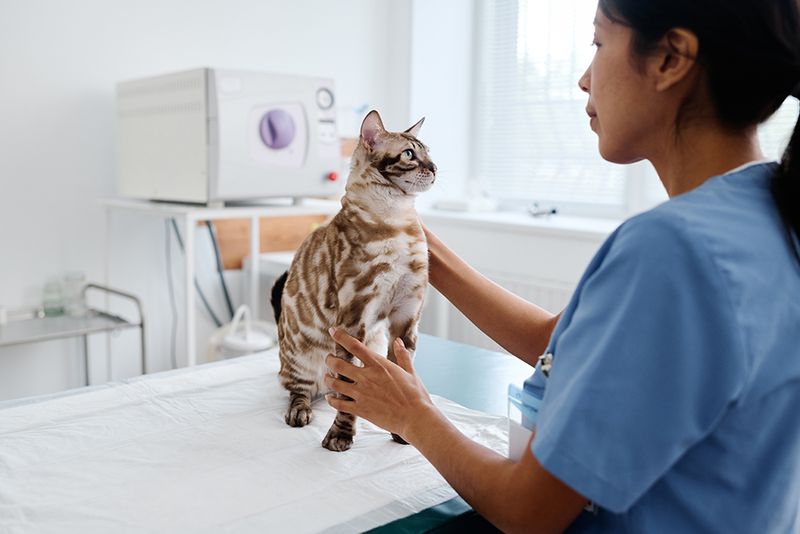 Regular Vet Checkups