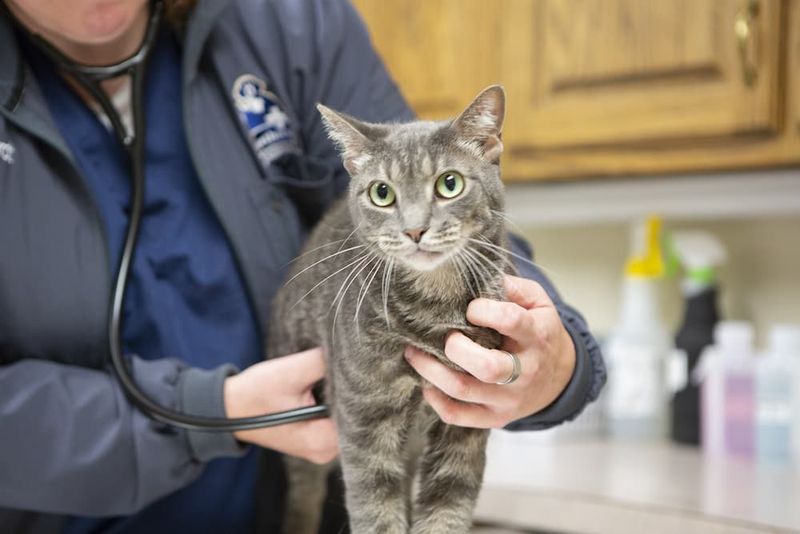 Regular Veterinary Check-Ups