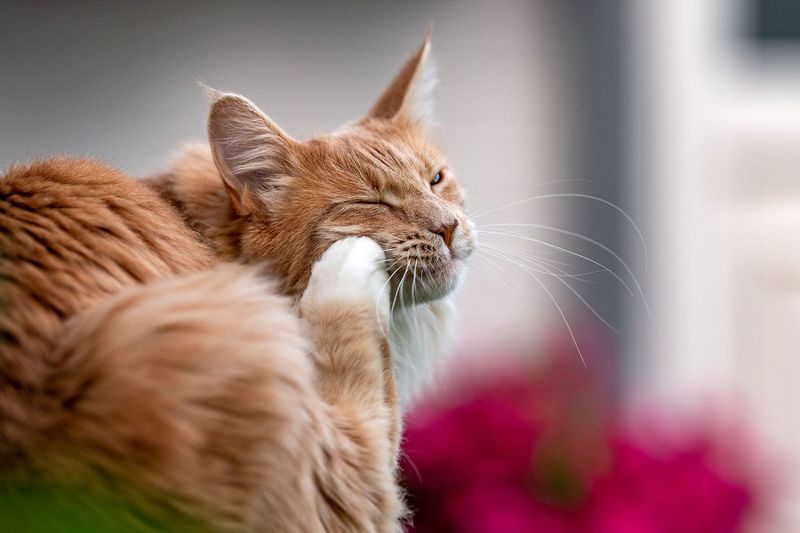 Unusual Scratching or Biting