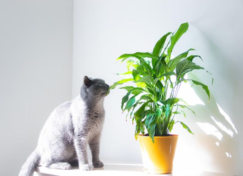 Remove the Cat from the Source