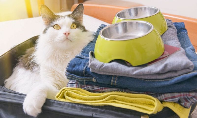Research Pet-Friendly Accommodations in Advance