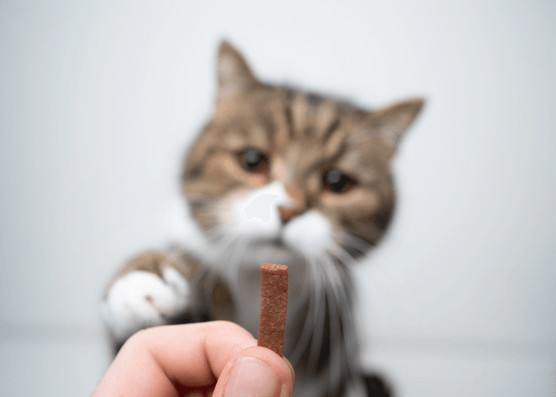 Reward with Treats