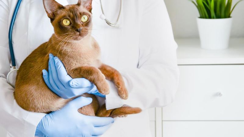 Salmonellosis