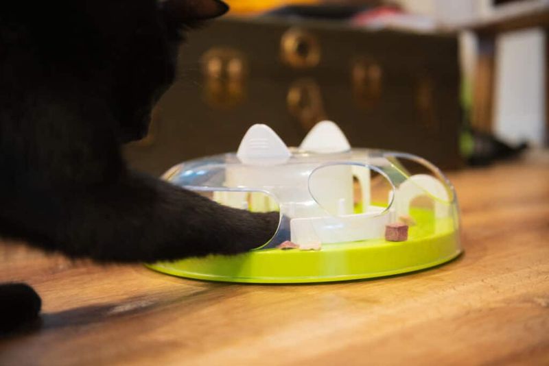 Use a Puzzle Feeder or Food Toy