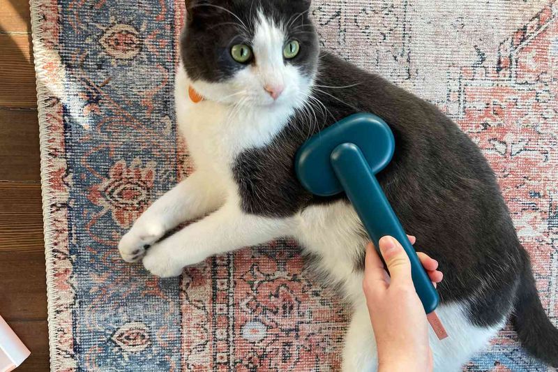 Routine Grooming Sessions
