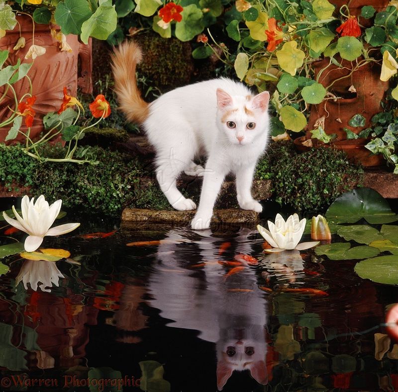 Turkish Van