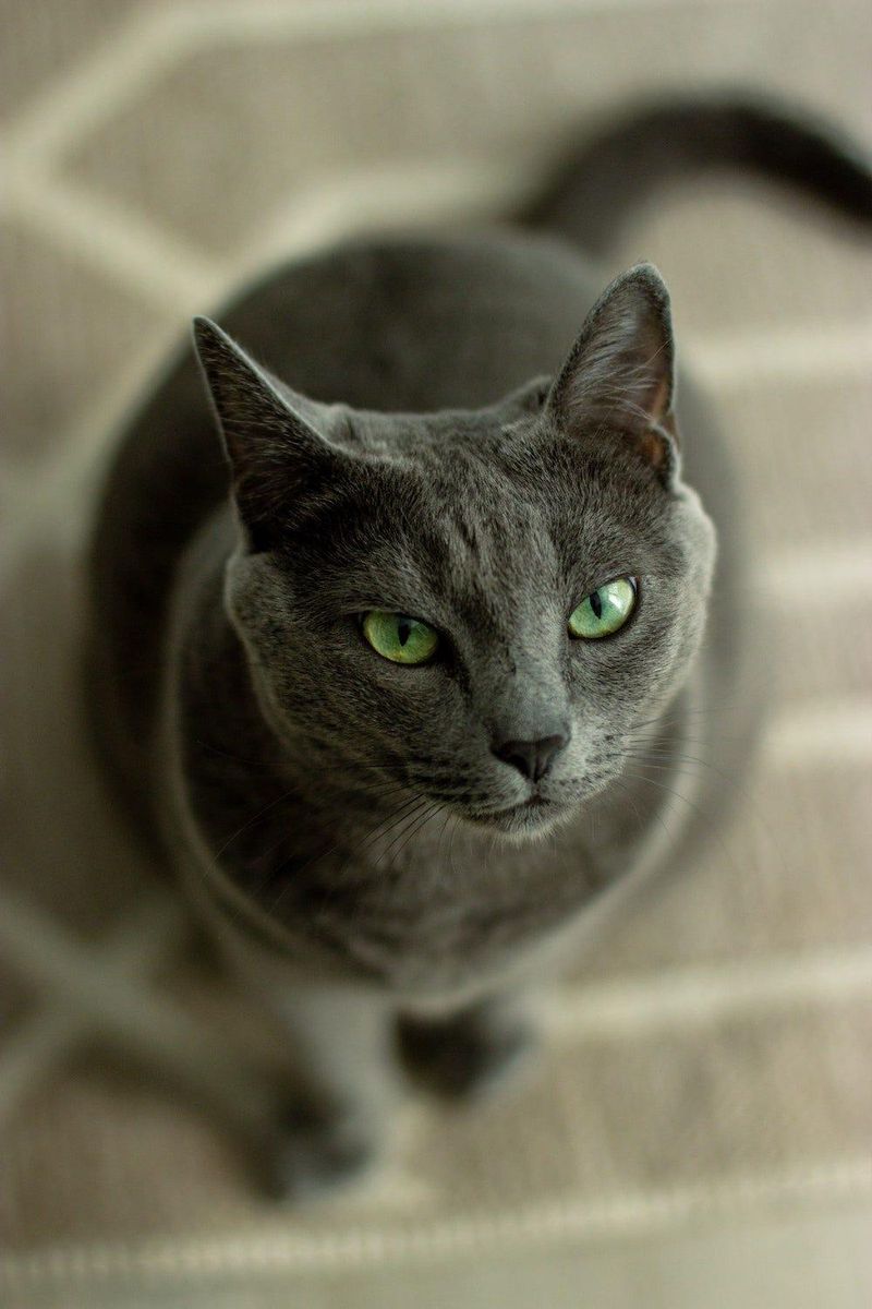 Russian Blue