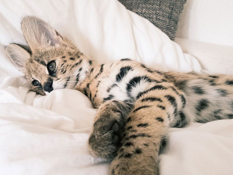 Savannah