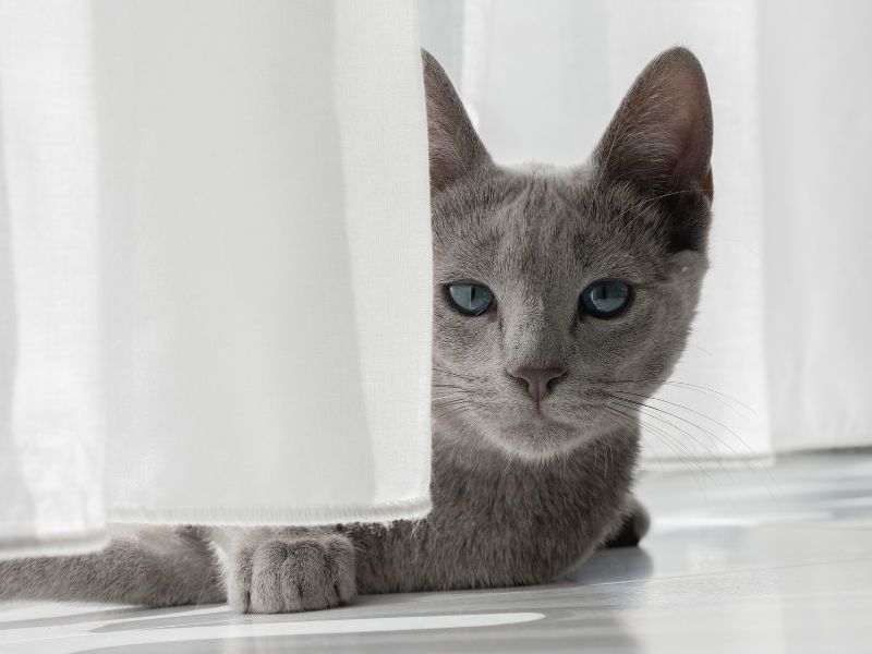 Russian Blue