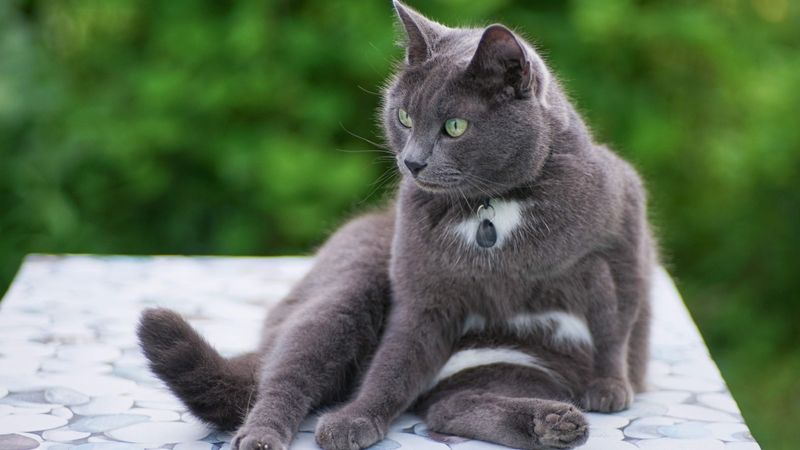 Russian Blue