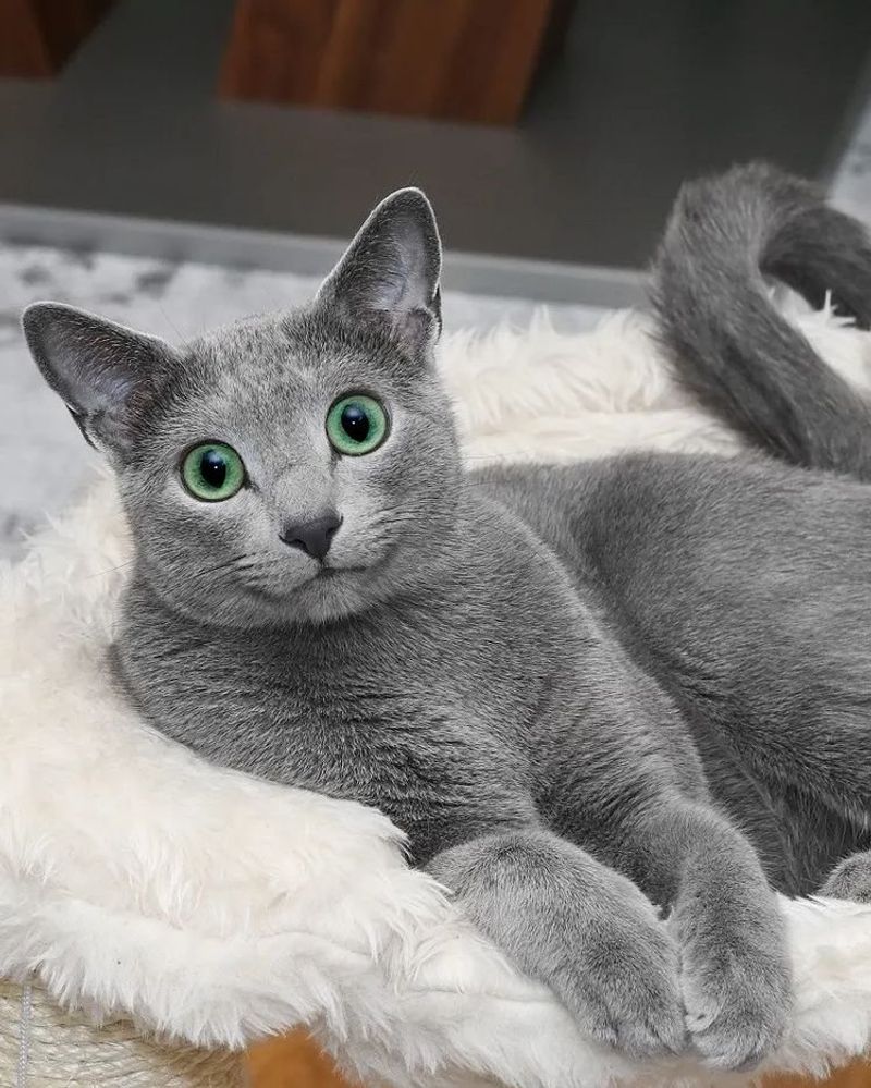 Russian Blue