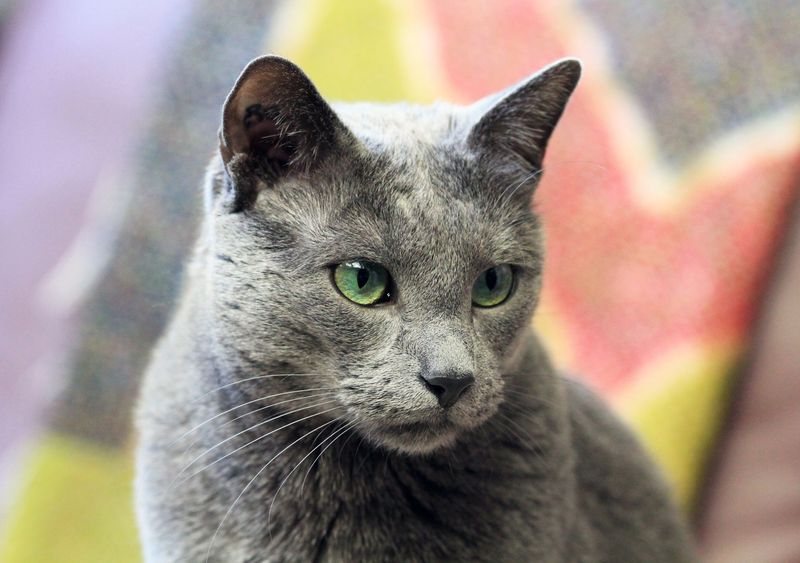 Russian Blue