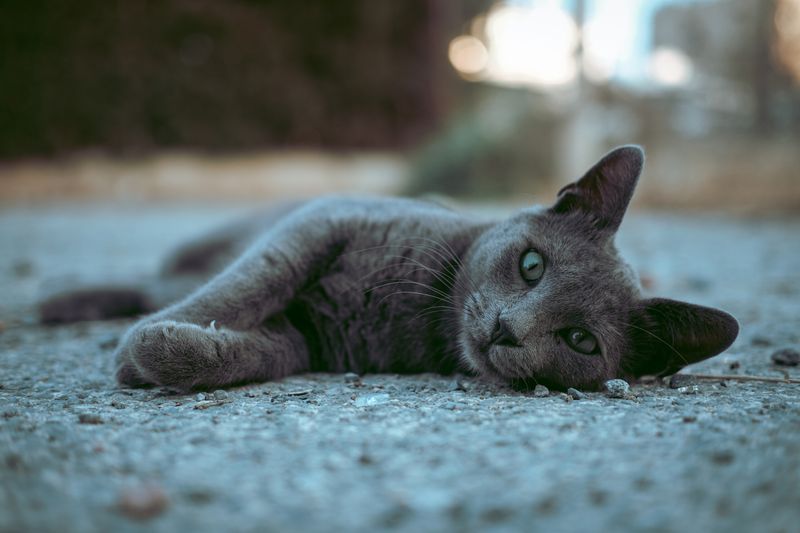 Russian Blue