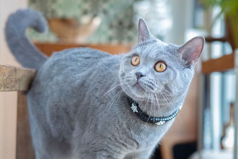 Russian Blue