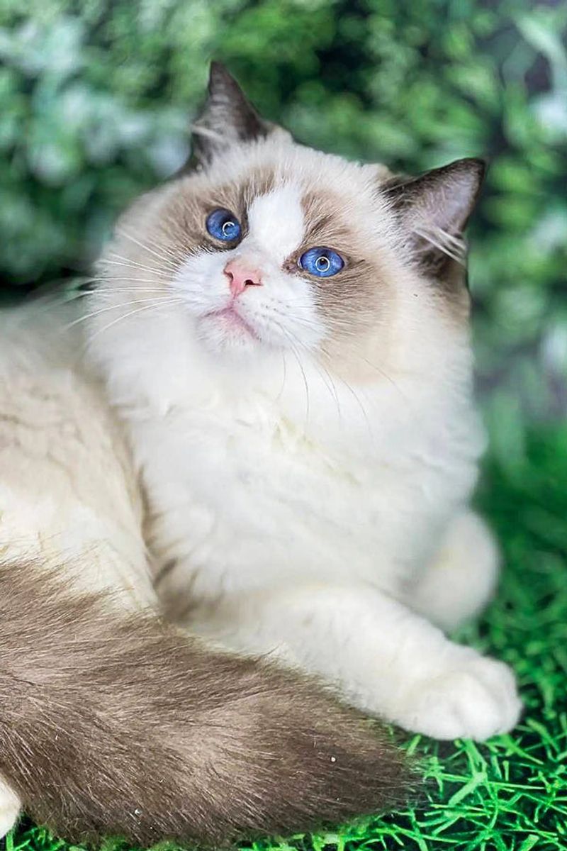 Ragdoll