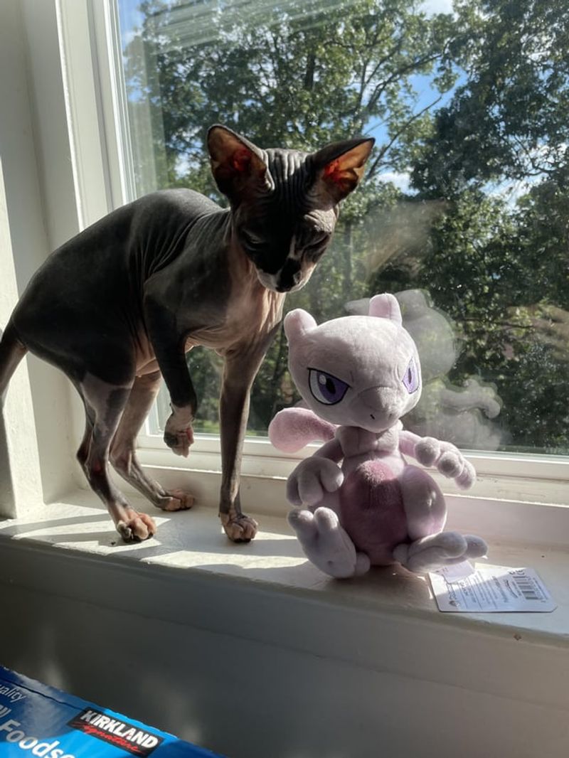 Sphynx — Mewtwo