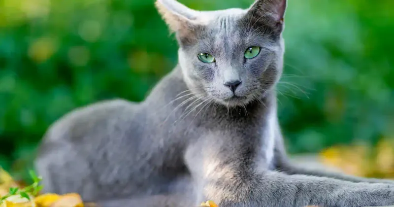 Russian Blue