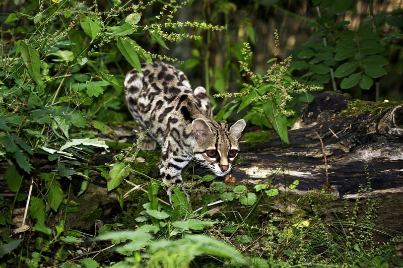 Margay (Leopardus wiedii)