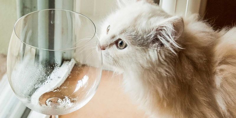 Encourages Hydration