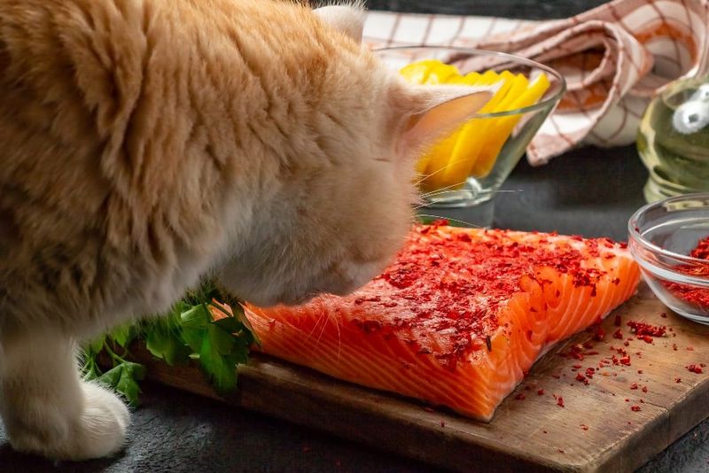 Salmon