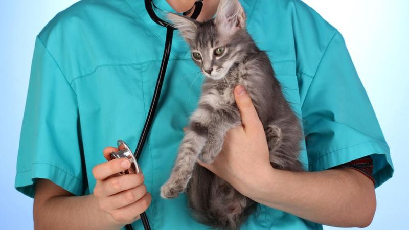 Campylobacteriosis