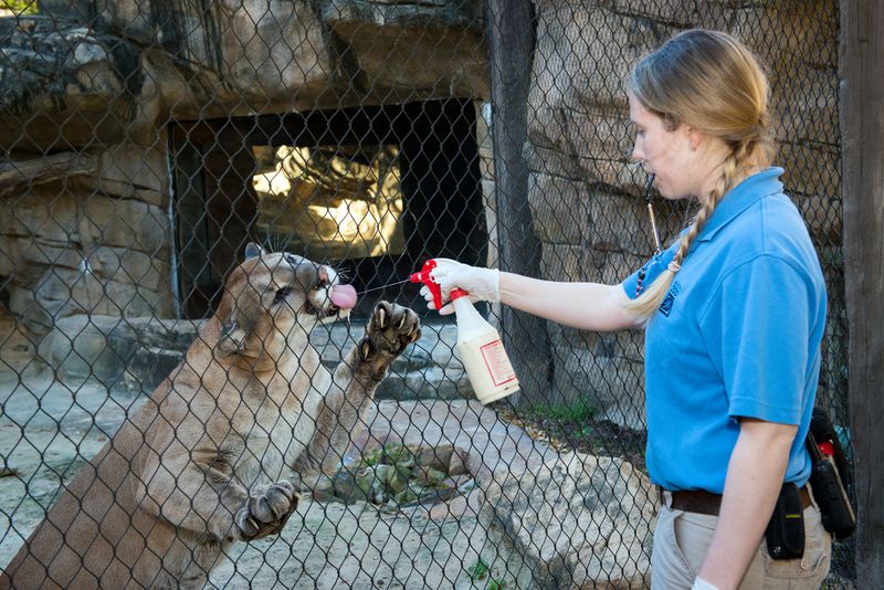 Big Cat Trainer or Behavior Specialist
