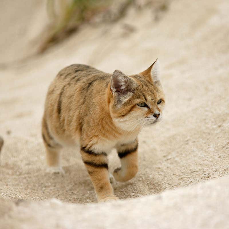 Sand Cat