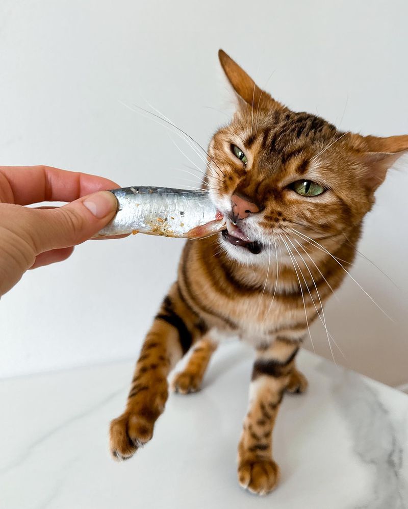 Sardines