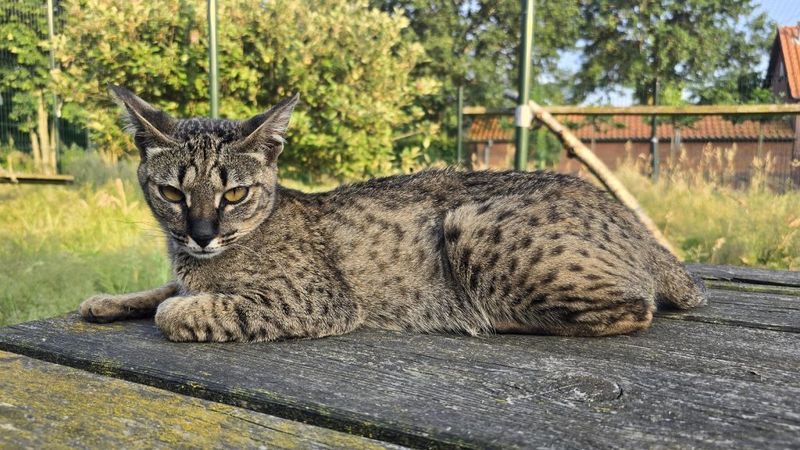 Savannah